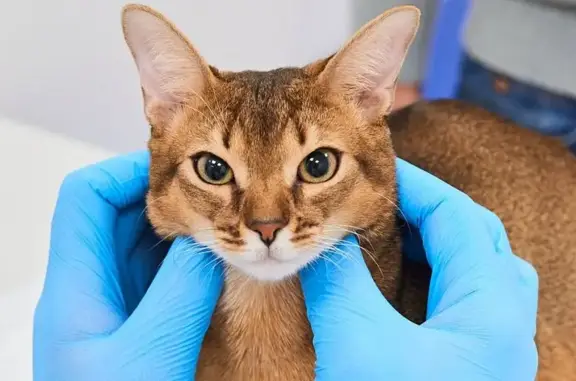 Vetcity clinic, ветеринарный госпиталь