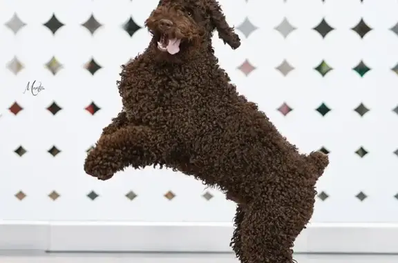 Зал для хендлинга и дрессировки Прайм