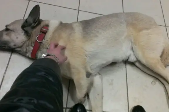 Ветеринарная клиника 4 с хвостиком на улице Щорса