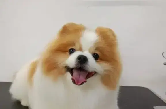 Груминг-салон Мое Собачье Дело