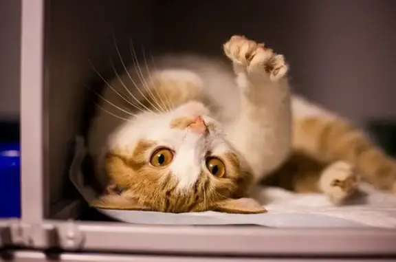 ФлагманВет, стационар для животных