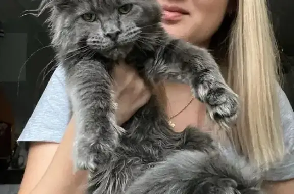 Питомник кошек породы мейн-кун Resident Sochi