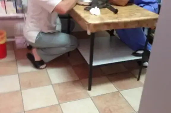 ВетМастер, ветеринарная клиника