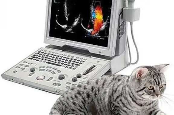 Поиск, ветеринарная клиника