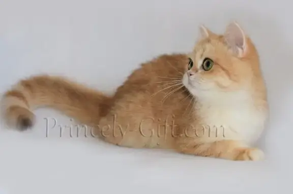 Питомник британских кошек Princely gift на Вишневой улице