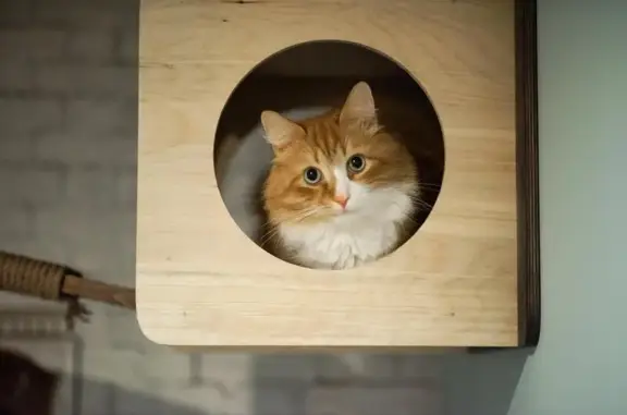 Зоогостиница для кошек Cat Town