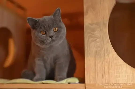 Питомник британских кошек MURLYKIN