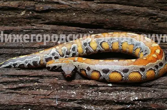 Выставочный центр Нижегородский экзотариум