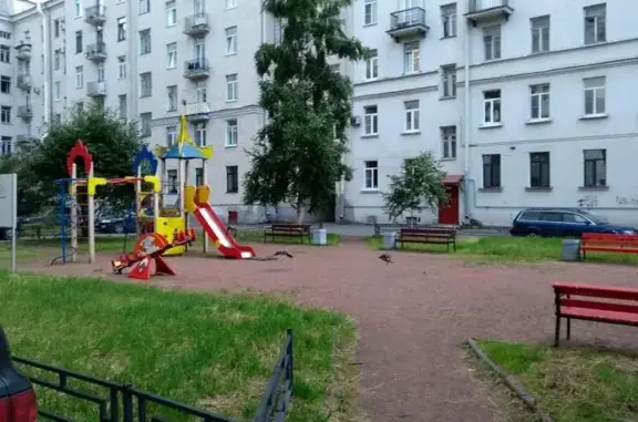 Зеленый попугай, госпиталь для птиц