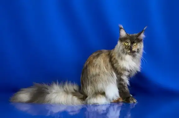 Клуб кошек и шиншилл Фауна ДВ