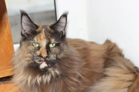 Питомник мейн-кунов Zimenok