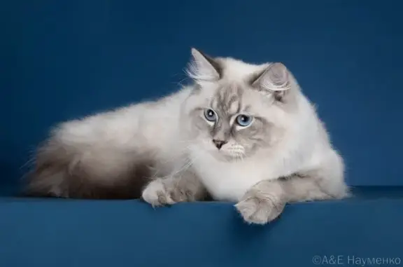 Питомник кошек Планета Барсов