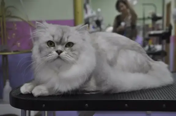 Зоосалон Глория шик