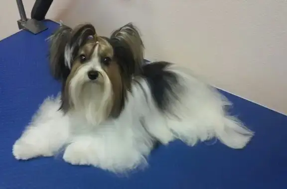 Груминг-салон Doggy Style ТЦ Строитель