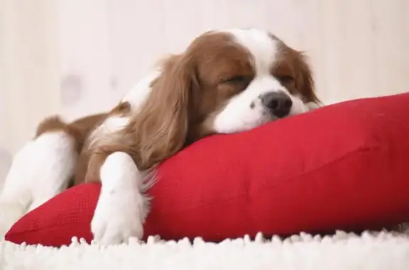 Кинологический центр ПерфектДог на улице Академика Королёва