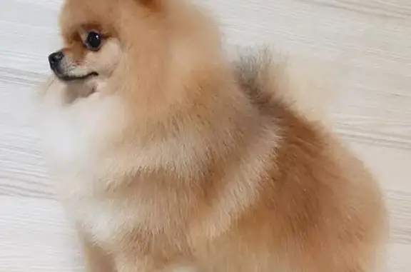 Груминг студия Пес Пижон на Лесном проспекте