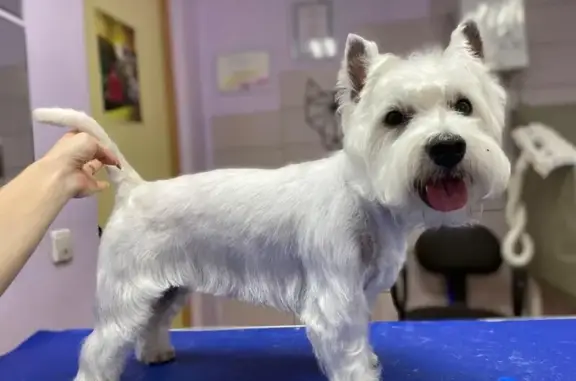 Груминг-салон ZooDiscount на улице 50-летия Магнитки