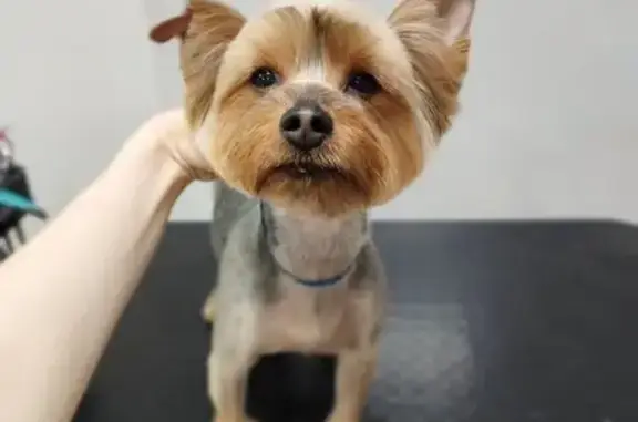 Груминг-салон Mr.Dog на улице Братьев Кашириных