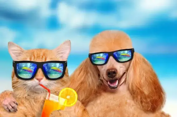 Ветеринарная клиника, Кировская областная станция по борьбе с болезнями животных