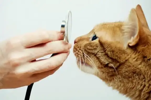 Одинвет, ветеринарная клиника