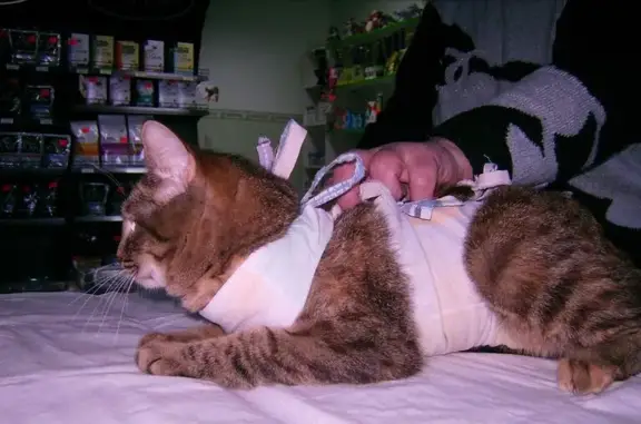 Ветеринарная клиника Велес в Афонино