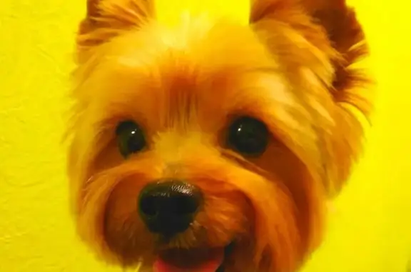 Зоосалон 101 далматинец на улице Крылова