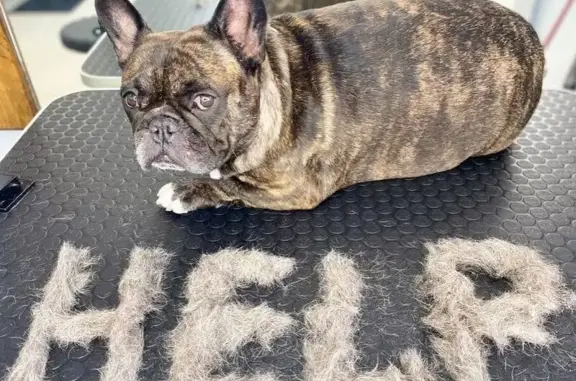 Студия груминга BlackDog на Казбекской улице