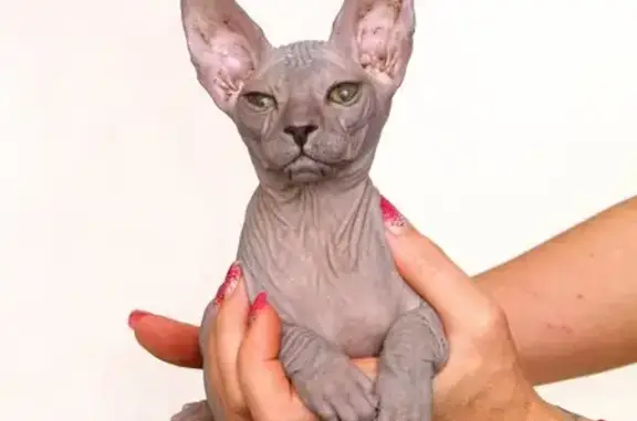 Питомник Enigme gracieuse на аллее Поликарпова