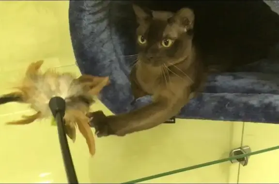 Отель для животных Pride на Восточно-Кругликовской улице