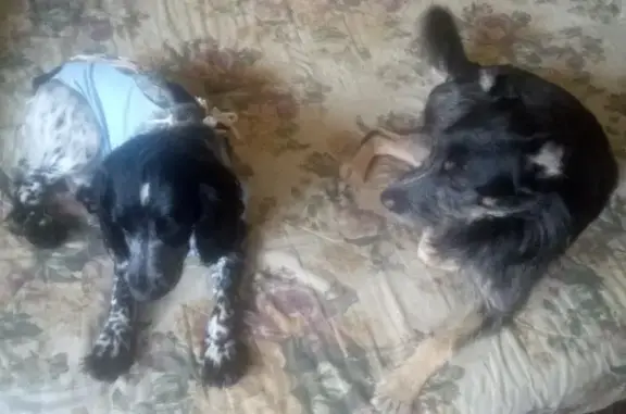 Ветеринарная клиника Ветайболит на улице Кирова в Ногинске