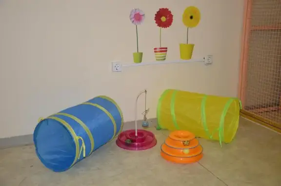 Гостиница для кошек Мурмур-холл в Советском районе