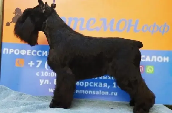 Зоопарикмахерская Артемонофф на Беломорской улице