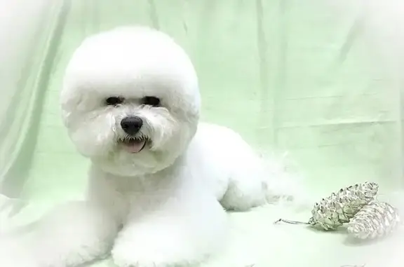 Груминг-салон Дог Стиль на Светлогорской улице