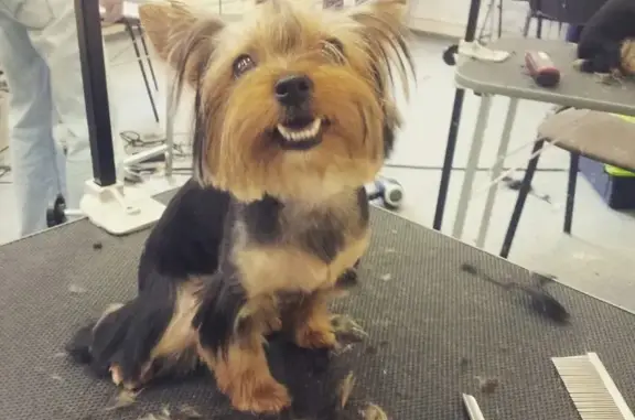 Выездная ветеринарная служба АКУНА МАТАТА в Центральном административном округе