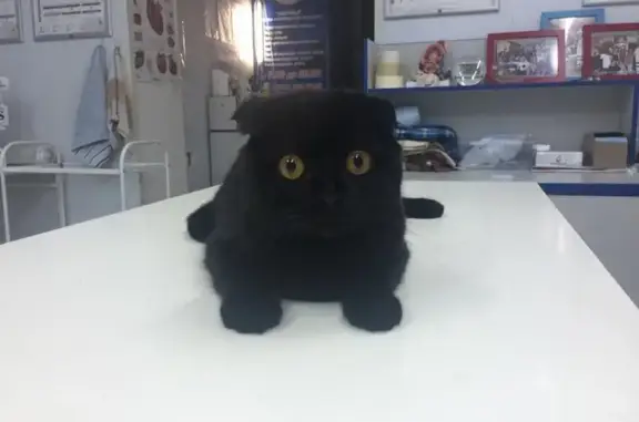 Аксинья, ветеринарная клиника