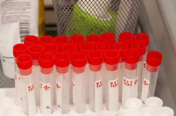 Кот Бегемот, ветеринарная клиника