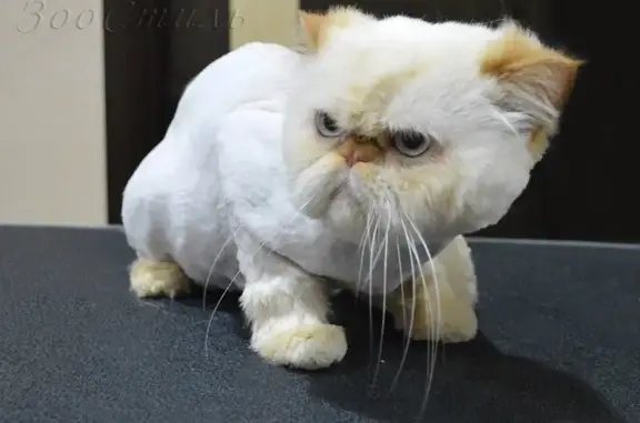 Салон красоты для животных ЗооСтиль на проспекте Строителей