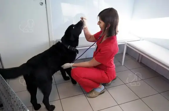 Вирион, ветеринарный центр