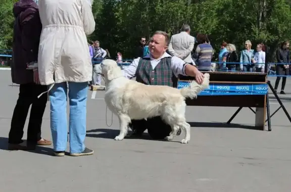Центр по подготовке, развитию и реабилитации собак Хвостун на улице Коммунаров
