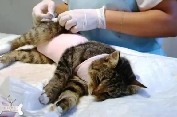 Ветеринарная клиника Степашка на проспекте Пацаева в Долгопрудном