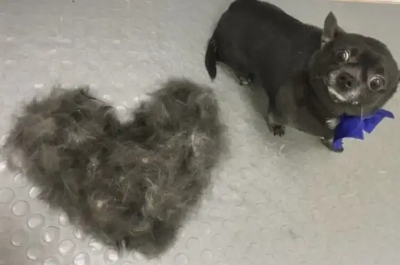 Зоосалон Лапочка на Светлановском проспекте