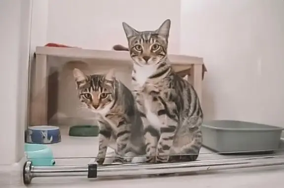 Гостиница для кошек Catandcat в ТЦ Капитал