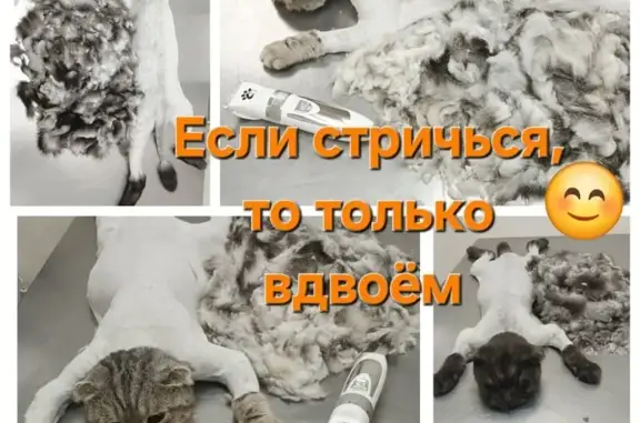 Благовет, ветеринарная клиника