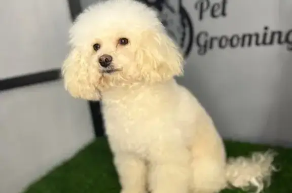 Зоосалон Zoostars