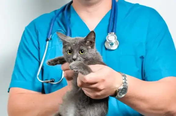 Пульс, ветеринарная клиника