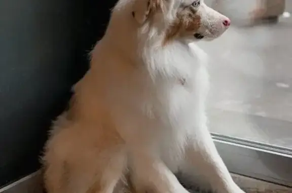 Груминг-салон для домашних животных Figaro petmart&SPA