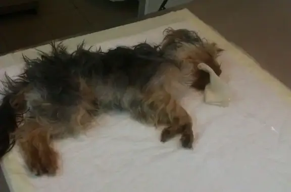 Свой доктор, ветеринарная клиника