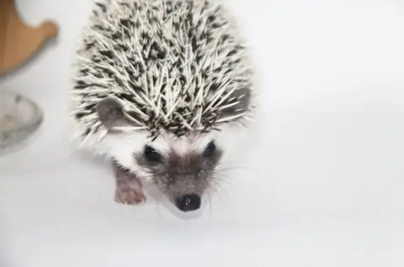 Питомник африканских карликовых ежей Афродита