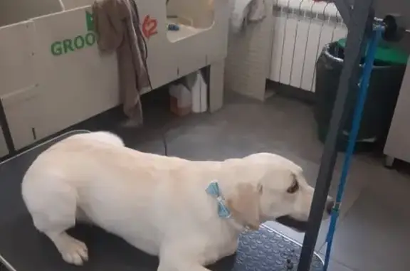 Груминг-салон Хвостатый стиляга