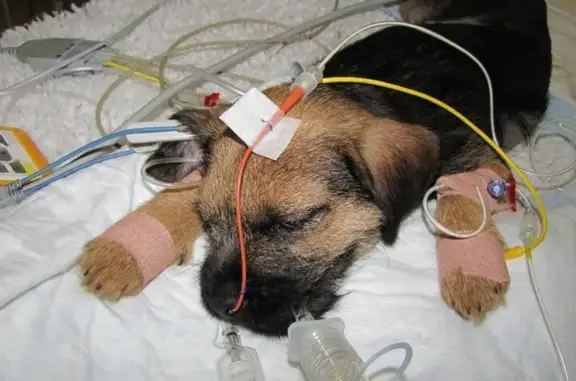 Ветдоктор, сеть ветеринарных клиник